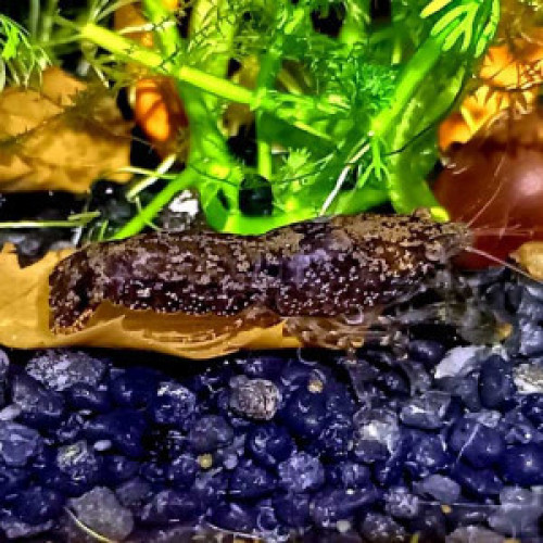 Nano écrevisses CPB