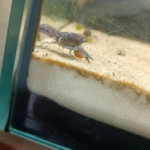 Nano écrevisses CPB