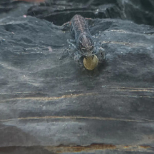 Nano écrevisses CPB