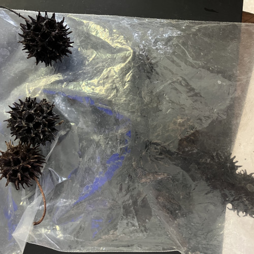 Fruits de liquidimbar