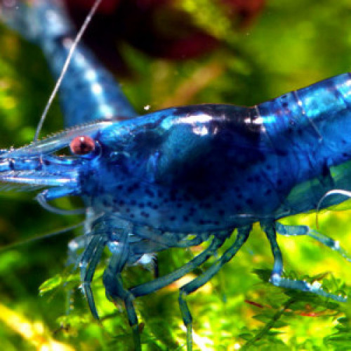 Crevettes Blue Velvet