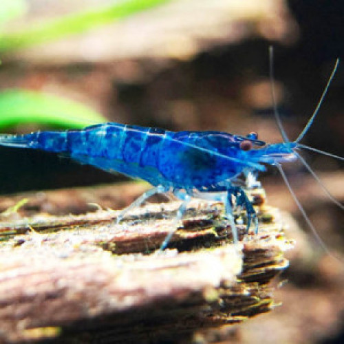 Crevettes Blue Velvet