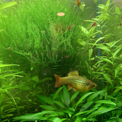 DONNE golden PLATYS