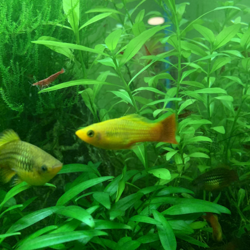 DONNE golden PLATYS