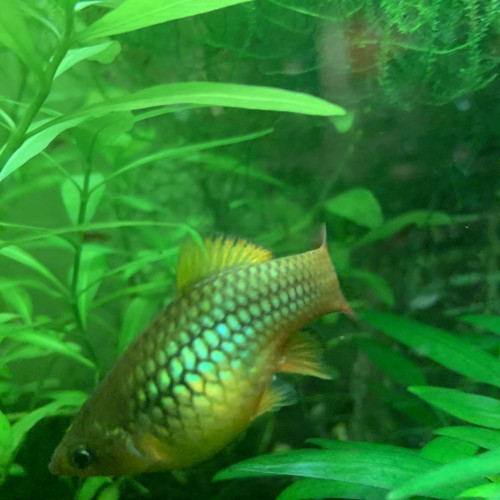 DONNE golden PLATYS