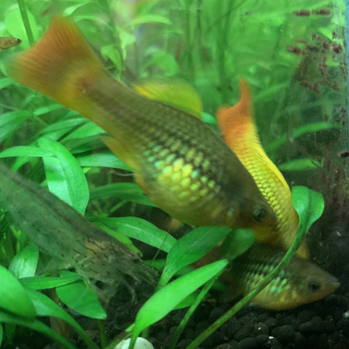 DONNE golden PLATYS