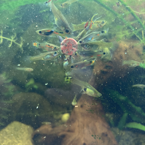 Pastille adhésive aux krill pour tout poisson