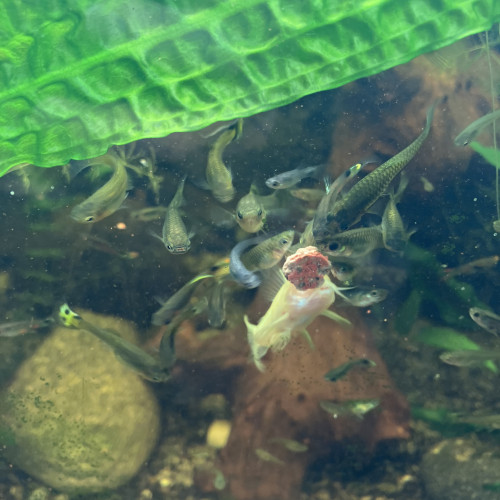 Pastille adhésive aux krill pour tout poisson