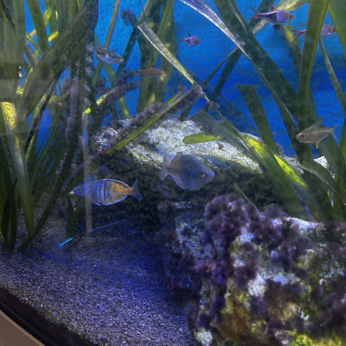 Don poissons d’eau douces