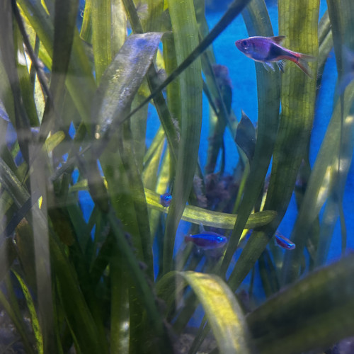 Don poissons d’eau douces