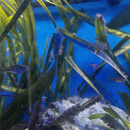 Don poissons d’eau douces