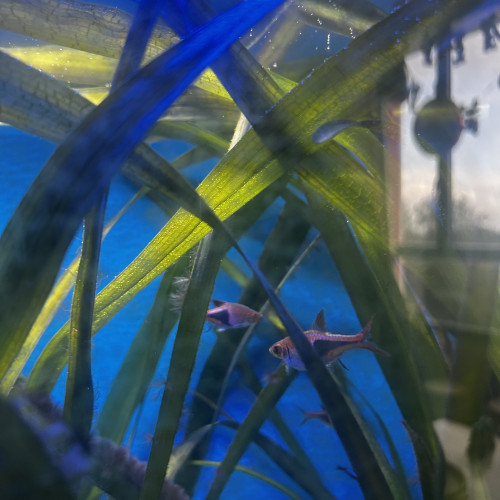 Don poissons d’eau douces