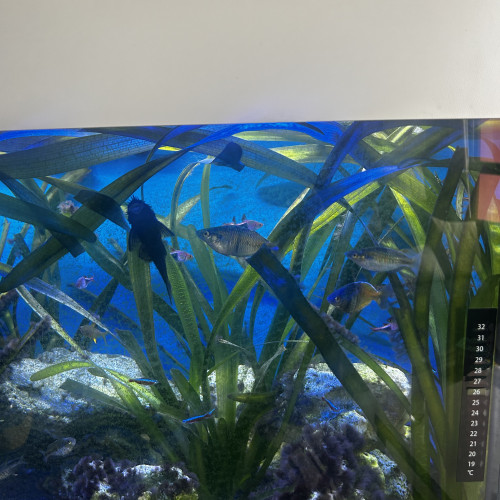 Don poissons d’eau douces