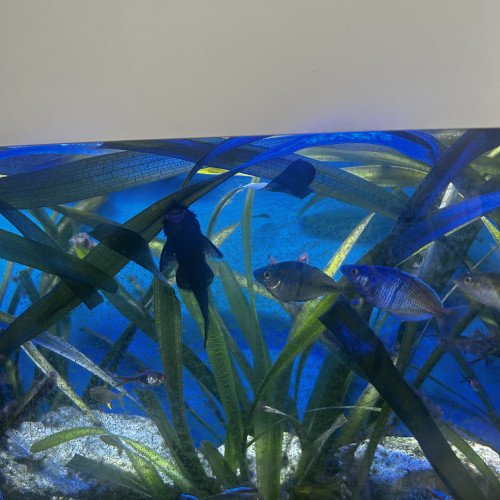 Don poissons d’eau douces