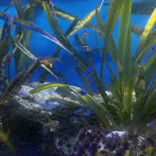 Don poissons d’eau douces