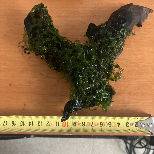 Racine de mopani + moss