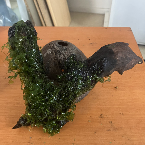 Racine de mopani + moss