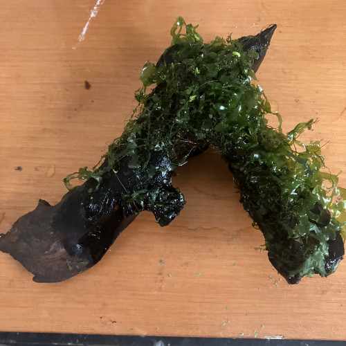 Racine de mopani + moss