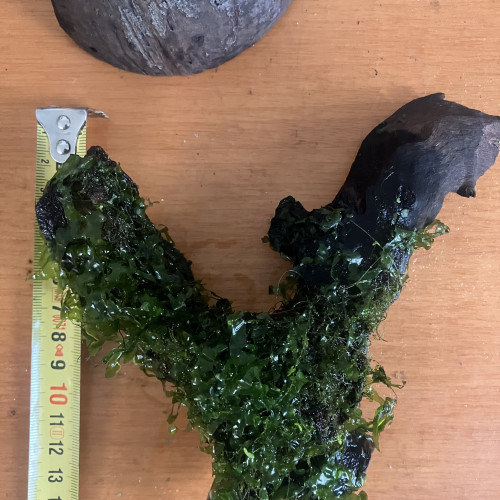 Racine de mopani + moss