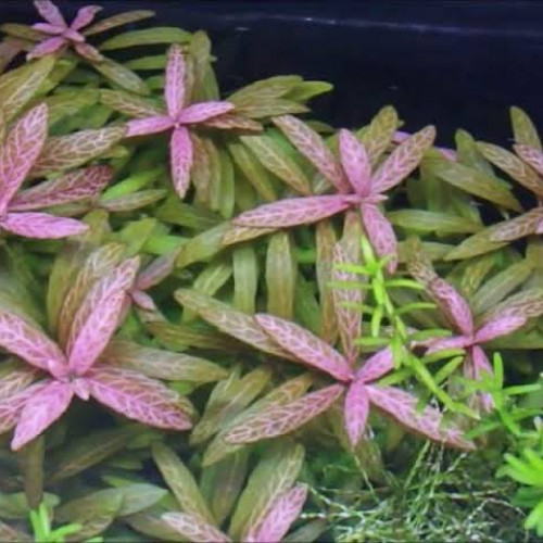 Plantes pour aquarium d'eau douce