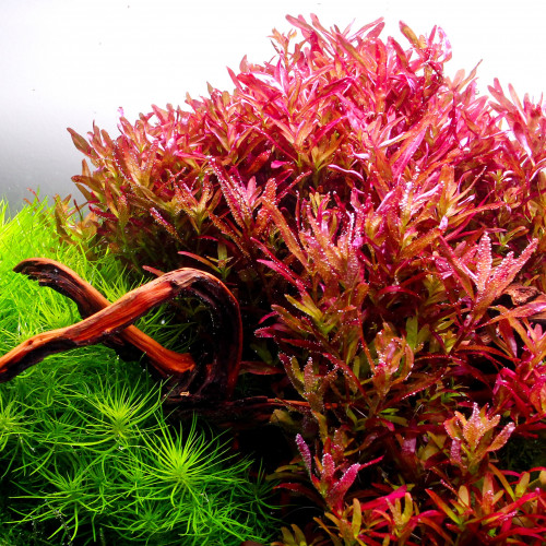 Plantes pour aquarium d'eau douce