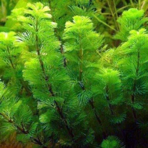 Plantes pour aquarium d'eau douce