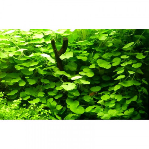Plantes pour aquarium d'eau douce