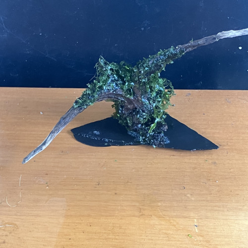 Racine asia sur ardoise + 3 moss fixées