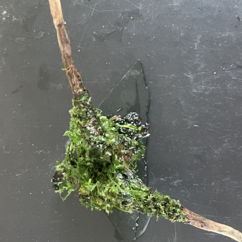 Racine asia sur ardoise + 3 moss fixées