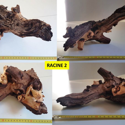 Lot de 3 racines Mopani