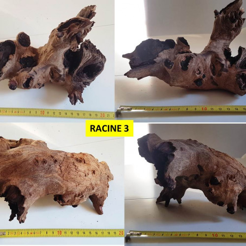 Lot de 3 racines Mopani