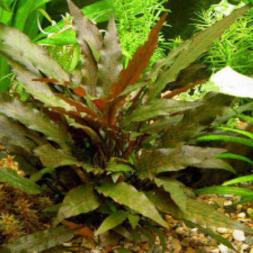 Cryptocoryne Wendtii Brown