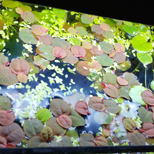 Phyllanthus fluitans