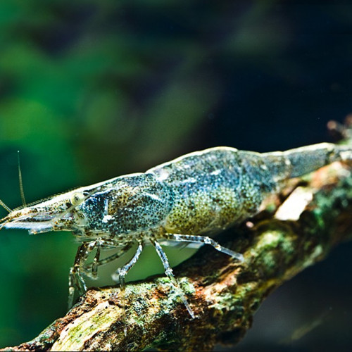 Recherche Caridine de Desmarest / Atyaephyra Desmaresti