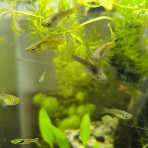 A vendre Guppys Endler