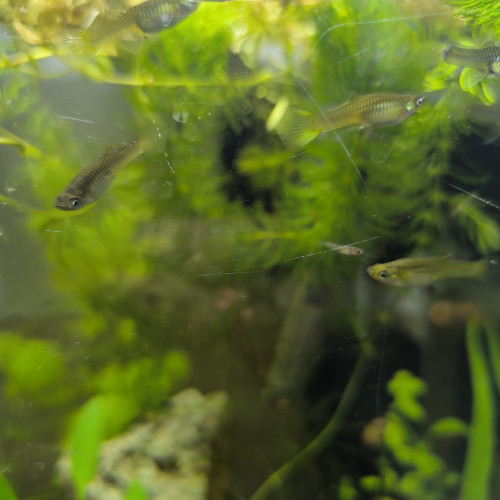 A vendre Guppys Endler