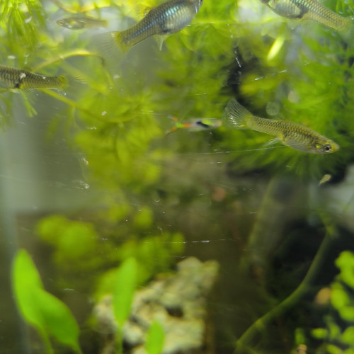 A vendre Guppys Endler