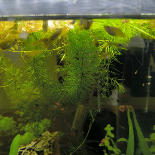 A vendre Guppys Endler