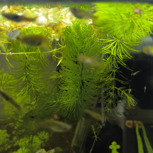 A vendre Guppys Endler