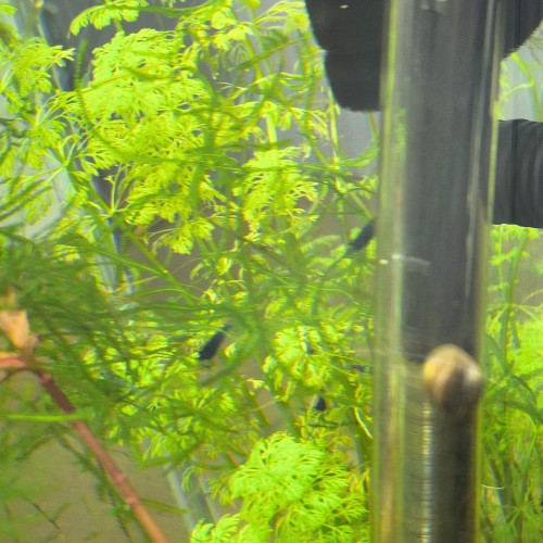 Néo caridinias Blue bolt déclassées