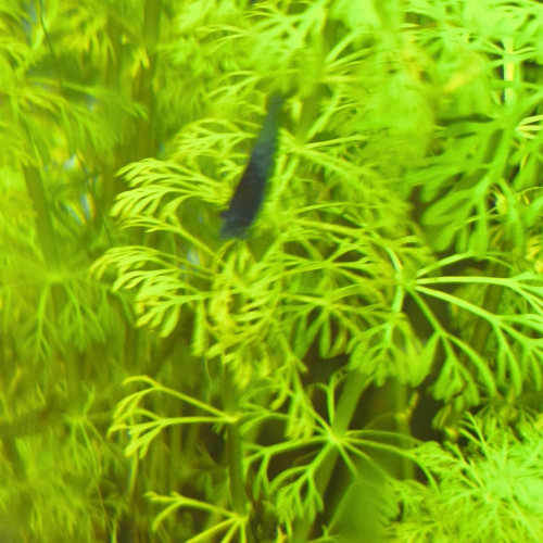 Néo caridinias Blue bolt déclassées