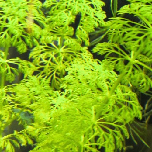 Néo caridinias Blue bolt déclassées