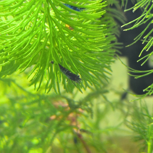 Néo caridinias Blue bolt déclassées