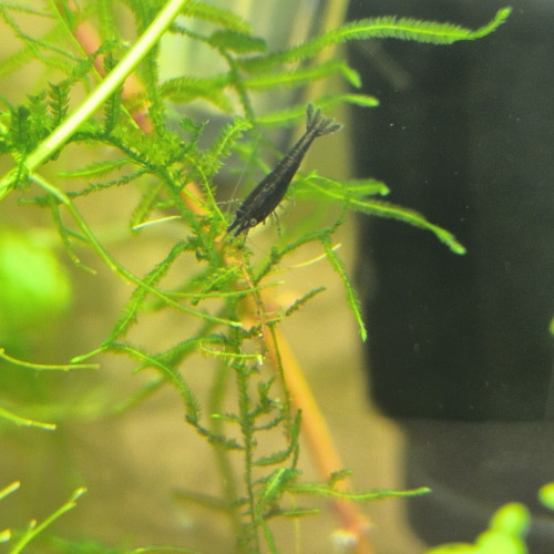 Néo caridinias Blue bolt déclassées