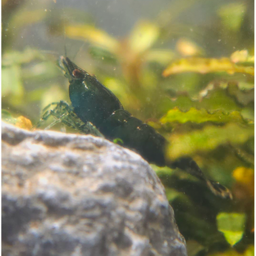 Crevette Green Jade  Saphir