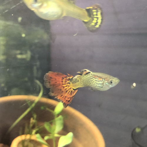 Guppy male et femelle