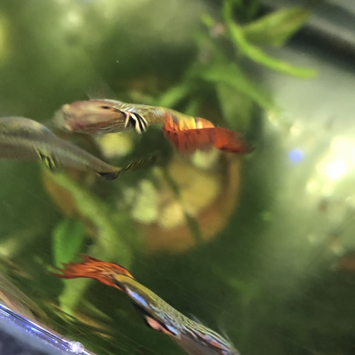 Guppy male et femelle