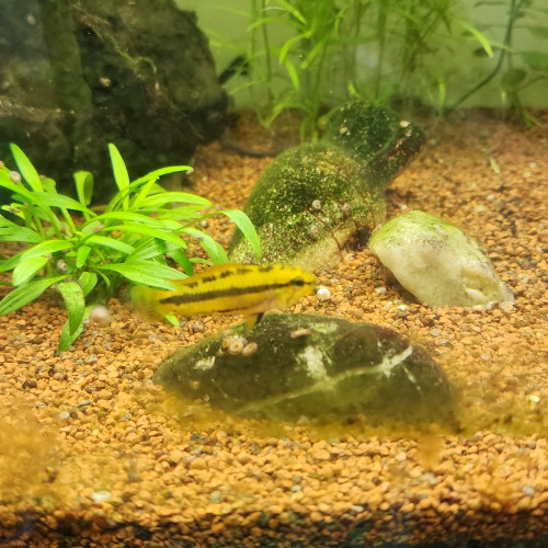 Apistogramma Trifasciata