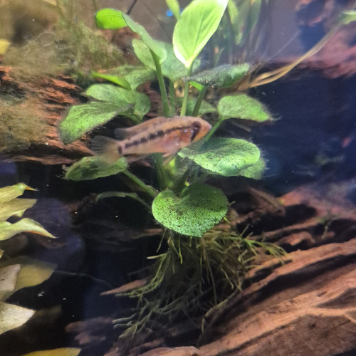 apistogramma viejita super red (12 semaines)