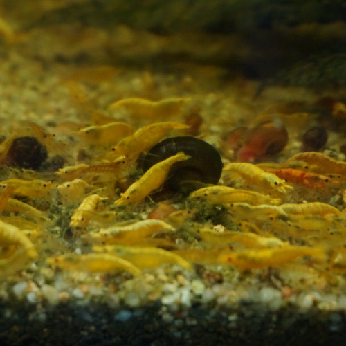 Crevette Sunbirst koi déclassée